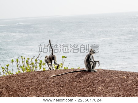 斯里兰卡 Sri Lanka 亚拉国家动物园丛林探险猴