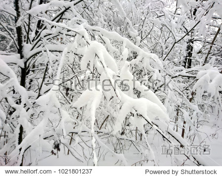 winter forest after snowfall. winter landscape in nature