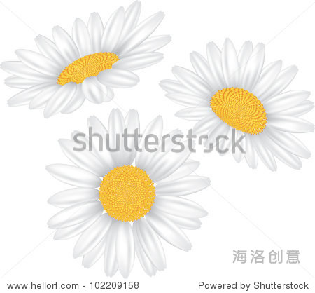 chamomile flower isolated on white photo- vector