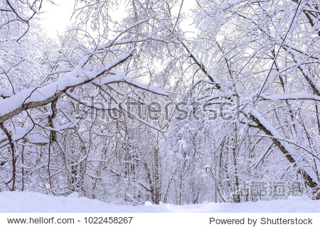 shrubs covered with snow.winter morning in the forest.