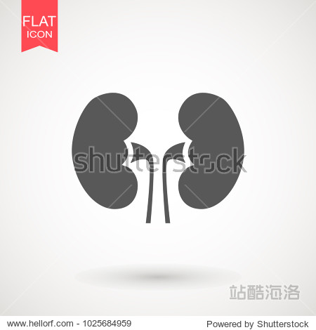 kidneys flat icon. single high quality symbol of