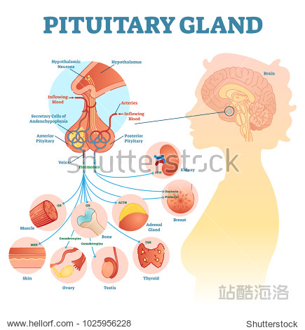 pituitary gland anatomical vector illustration diagram