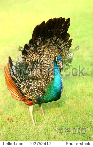 peacock female in thailand