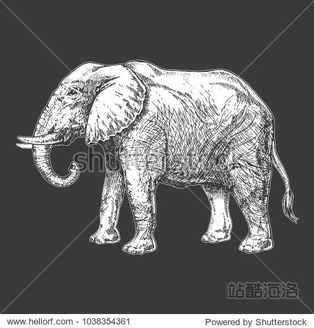 african fauna. elephant.