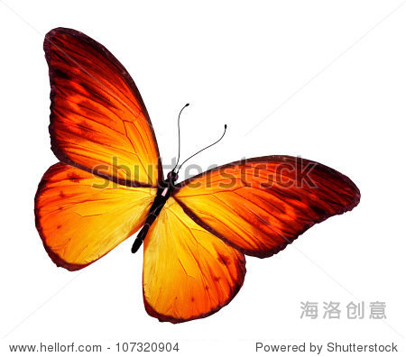 orange butterfly, isolated on white background