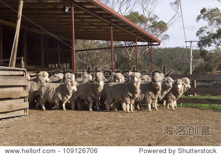 australian merino sheep in pens outside of the shearing shed