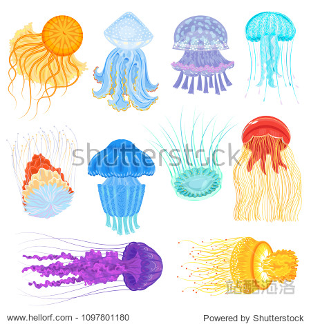 jellyfish vector ocean jelly-fish and underwater