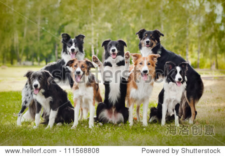 群狗在草地上边境牧羊犬在夏天快乐-动物\/野生