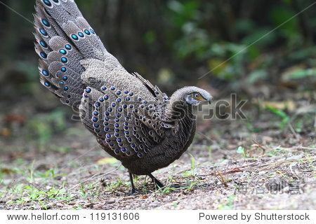 grey peacock-pheasant birds of thailand