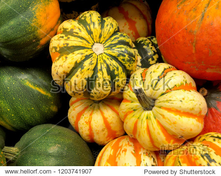 pile of pumpkins gourds and squash produce in colorful autumn