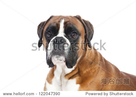 boxer dog