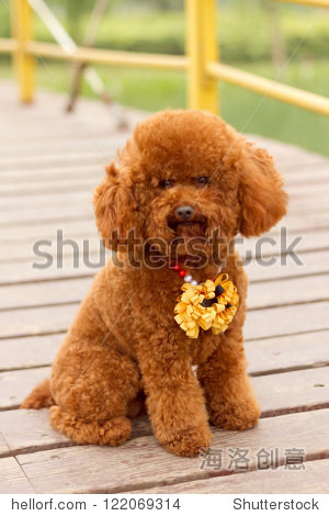 a brown poodle in the park