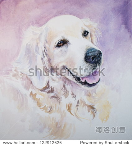 金毛寻回犬的画像。照片我有画水彩画。 - 动物