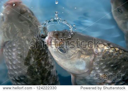 crucian carp swimming in a pool in a farm china
