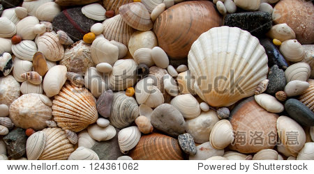 sea shells seashells!