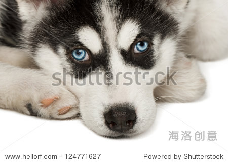 close-up of husky puppy muzzle or face.