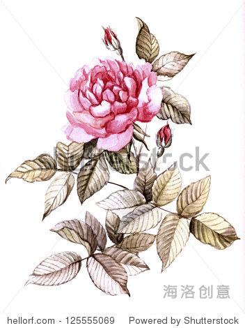 watercolor rose