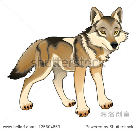 wolf. vector and cartoon isolated character