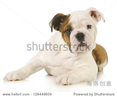 cute puppy - english bulldog puppy laying down looking at view
