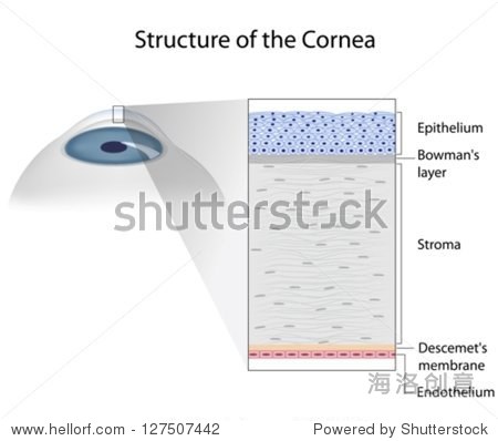 structure of human cornea