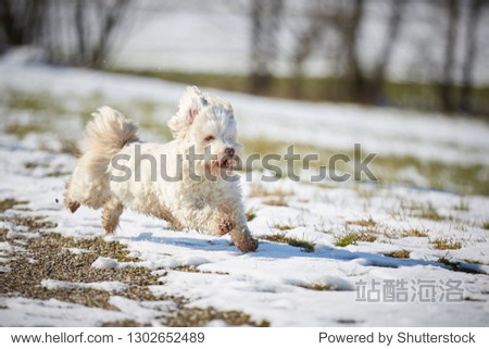 white havanese dog running in the snow in winter