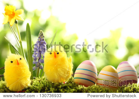 easter eggs and chick on meadow with spring flower