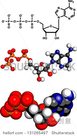 adenosine triphosphate (atp) energy transport molecule, chemical
