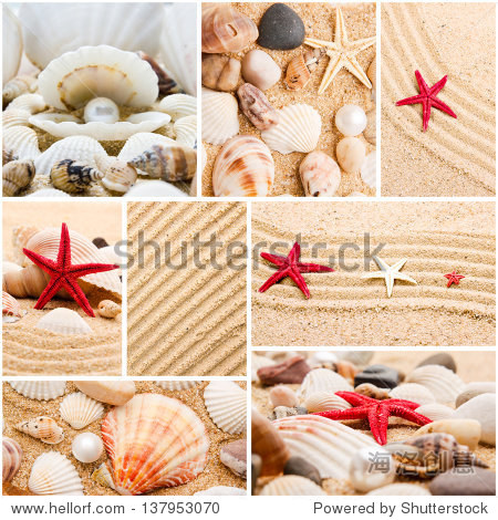 collection of seashells. pearl on the seashell .