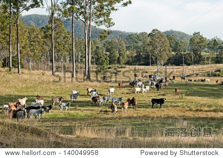 大利亚国家景观肉牛农村农场农场土地和胶树 