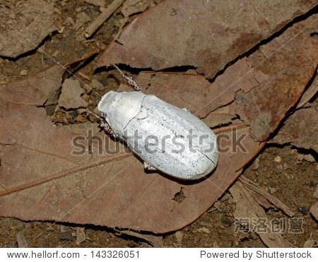 白色的圣甲虫 - 动物\/野生生物,自然 - 站酷海洛