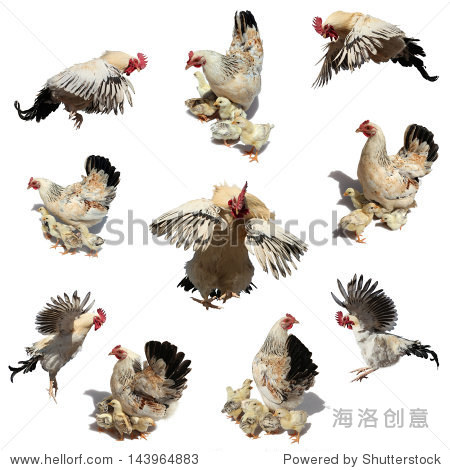 set of cock hen and chicks on a white background