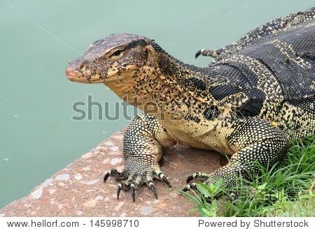 水巨蜥(Varanus出来)沉浸在热情洋溢,公园在曼谷,泰国。 - 动物\/野生生物,公园\/户外 - 站酷海洛创意正版图片,视频,音乐素材交易平台 - Shutterstock中国独家合作伙伴 - 站酷旗下品牌
