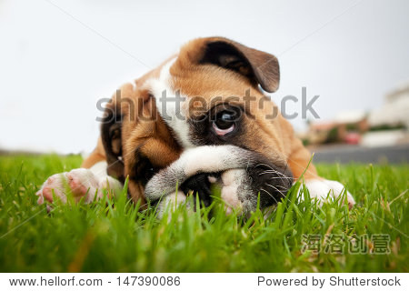 bulldog puppy playing in grass
