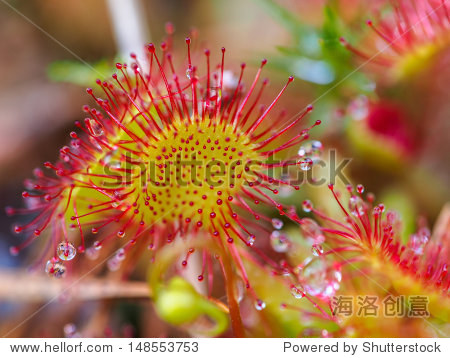 sundew (drosera rotundifolia) lives on swamps and it fishes