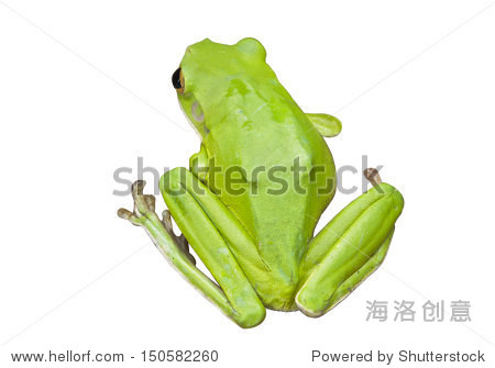 视频澳大利亚住所温顺和适合v视频大全牡丹附近写意树蛙绿色画法人类图片