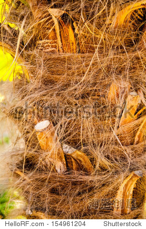 毛茸茸的手掌树皮 - 自然,公园\/户外 - 站酷海洛