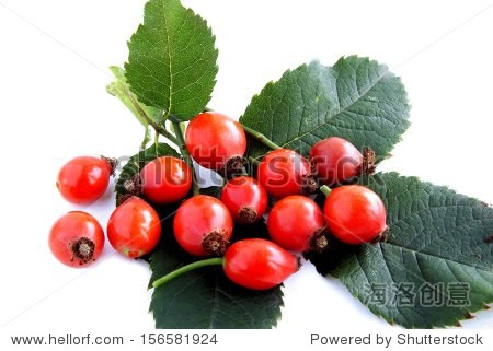 red fruit of wild rose bush - 站酷海洛正版图片