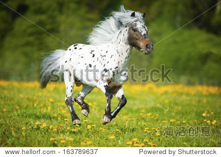 appaloosa horse runs gallop on the meadow in summer time