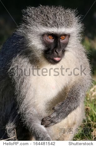 humorous vervet monkey with squint eye expression