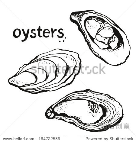 oysters set isolated on a white background