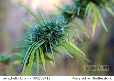 植物的canabis Rif的面积-在摩洛哥ketama。20