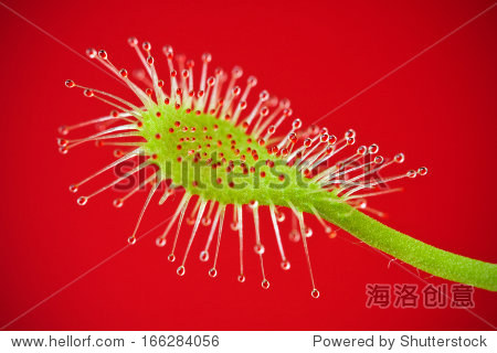 photograph showing the leaf of a sundew plant  a