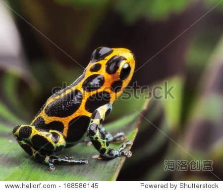 箭毒蛙在亚马逊雨林的叶子。箭毒蛙Ranitome