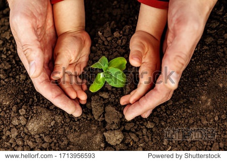 A young man and a child hold a small tree in their hands. Concept of world environment day. Four hands hold a light green tree. Father and son plant a plant