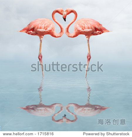 火烈鸟在水里做一个心的形状-动物\/野生生物,抽