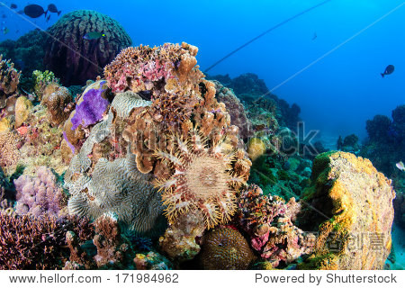 a crown of thorns starfish feeding on living coral.