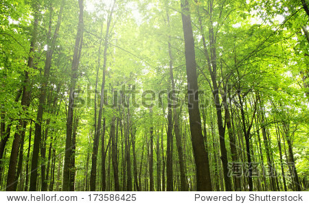sunshine in the green forest