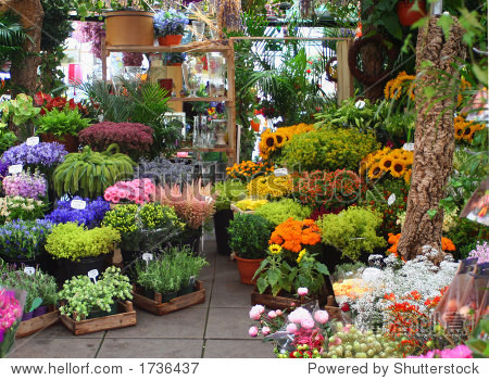 variety of flowers at a flower market in amsterdam, holland