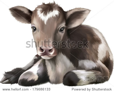 刚出生的牛犊,黑人和白人婴儿牛,在白色的孤立