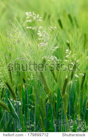 green grass什么意思 179899712.jpg